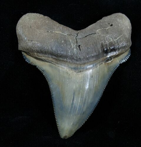 Nice , Chubutensis Tooth - Megalodon Relative #3789